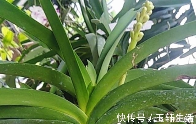 老爸买了两盆兰花很特别,养兰这么多年还头一次见过