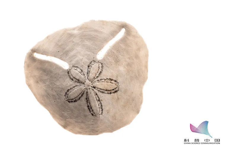 四不像|数千只＂沙币＂被冲上海滩死亡！沙币究竟是个什么动物？科普一下