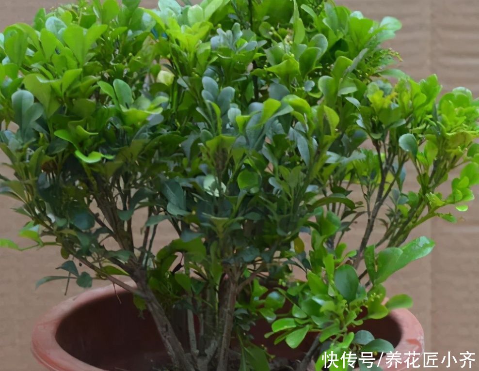 枝条|都说米兰花室内难养，其实买到多做一步，就能四季开花不黄叶