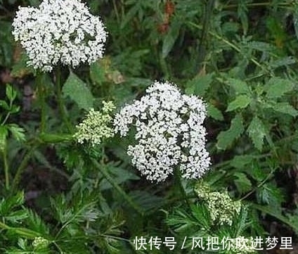 农村|农村常见的野草竟然是宝贝,泡酒能舒筋活血,俗称“长生草”