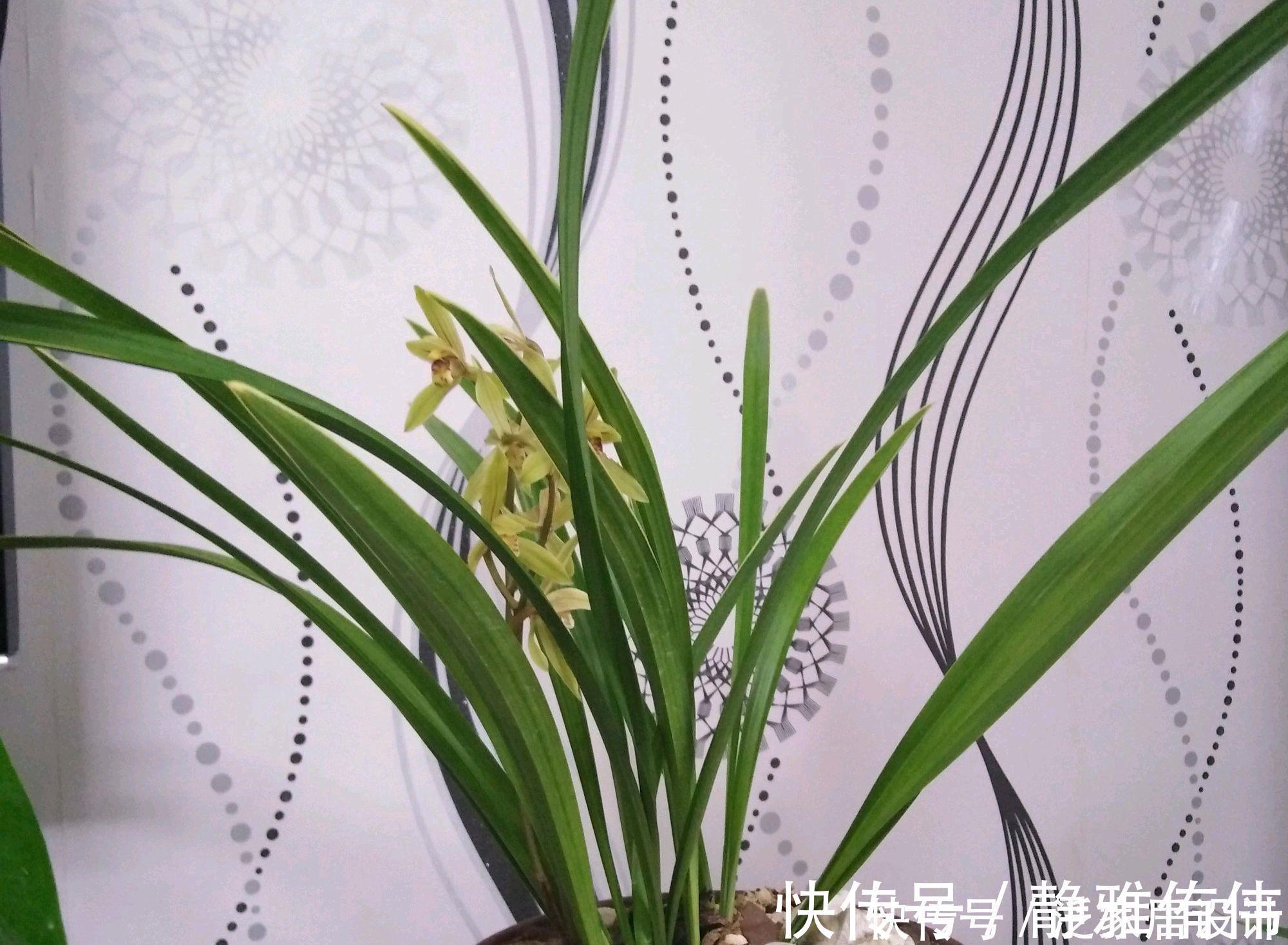 停歇|金边建兰为什么一直发芽不会开花?分盆换房子,花开不停歇