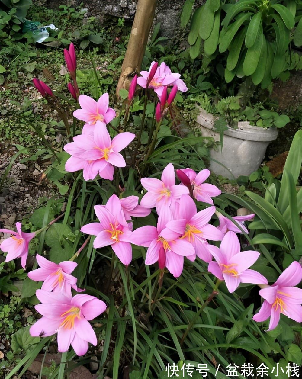 凌霄花|9种漂亮花,热不死晒不怕,开花大半年,没有病虫害,38度成花海