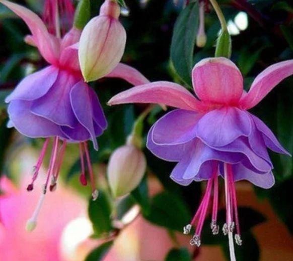 4种花，一养就是100年，开花漂亮，优雅高贵，养成“传家宝”