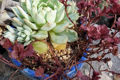 这3样冷门多肉花头似玫瑰，漂亮好打理，价钱还不贵