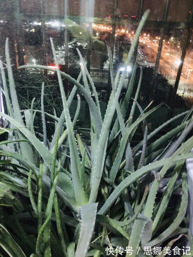 喜欢养花的女人,都应该养盆芦荟,美容养颜好处多
