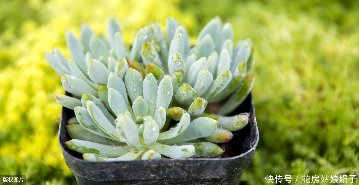 养殖|多肉的专业术语有哪些?学会这些多肉术语,你也可以小装一下