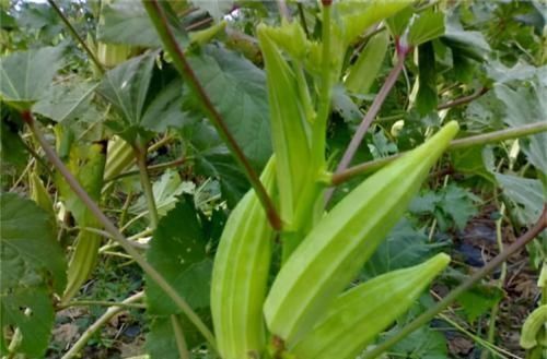 入药|每天坚持吃3种食物,能养血驻颜,滋养肌肤,令人面容红润