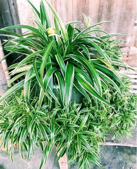 财运|家里就养4种花,耐旱耐晒,财运福运滚滚来,幸福满满,家中必备