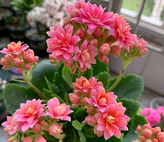 蟹爪兰|八月适合入手“6种花”,好养又漂亮,天气转凉更利于开花