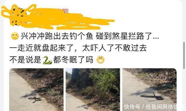 反常升温,广东钓鱼人外出钓鱼遭遇“夺命蛇”拦路,这不冬眠了