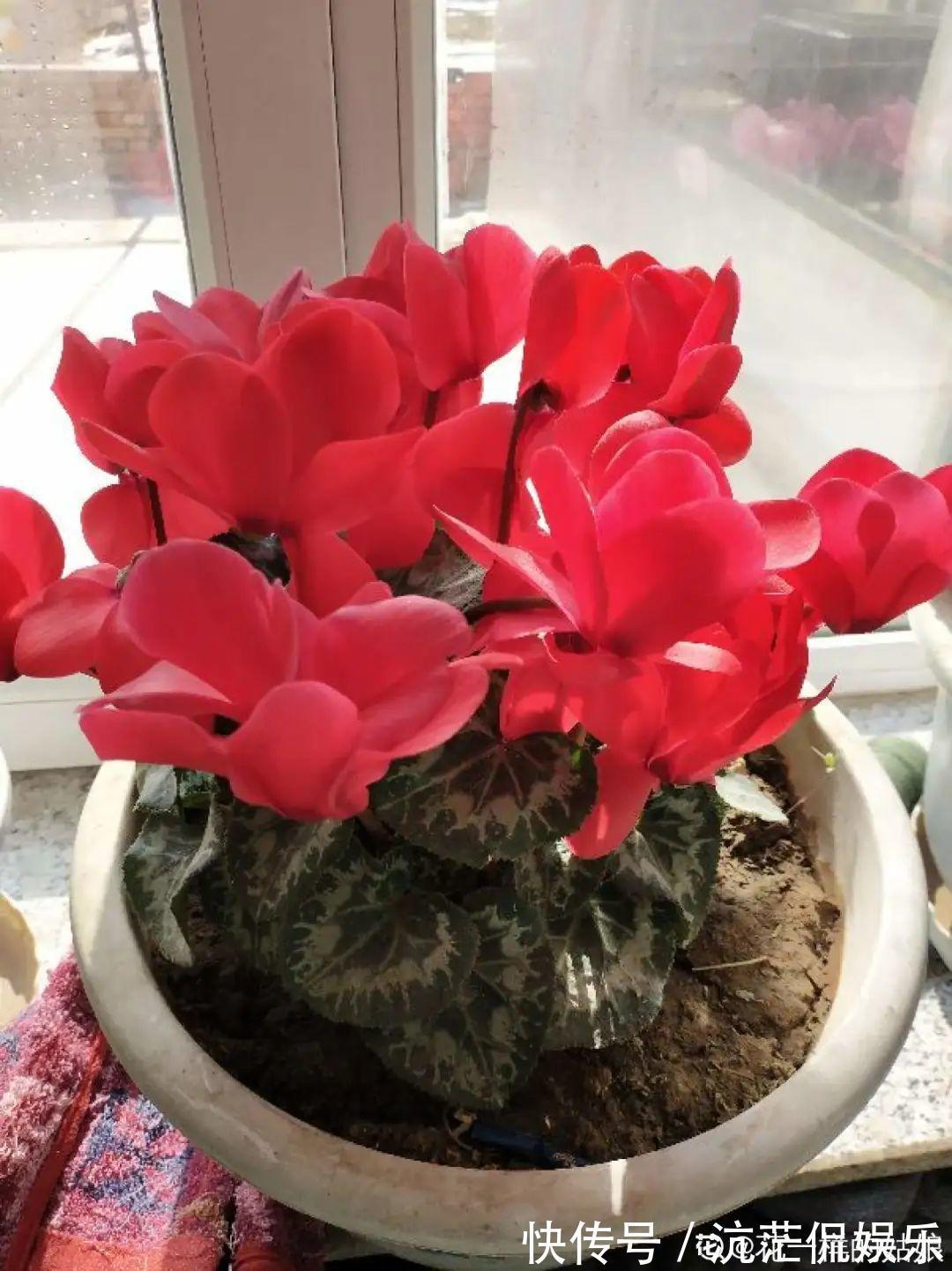 大岩桐|君子兰千万别喷水,一喷水就烂叶,3天就要死翘翘!