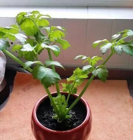 香菜|这5种菜根适合水培,直接放水里,长出小盆栽叶子也鲜美