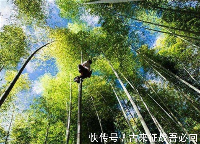 技艺|竹海飞人8岁爬竹子,年过半百仍在竹上行走,今无人传承境地尴尬