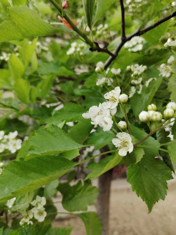 山楂花|青未了/又见山楂红