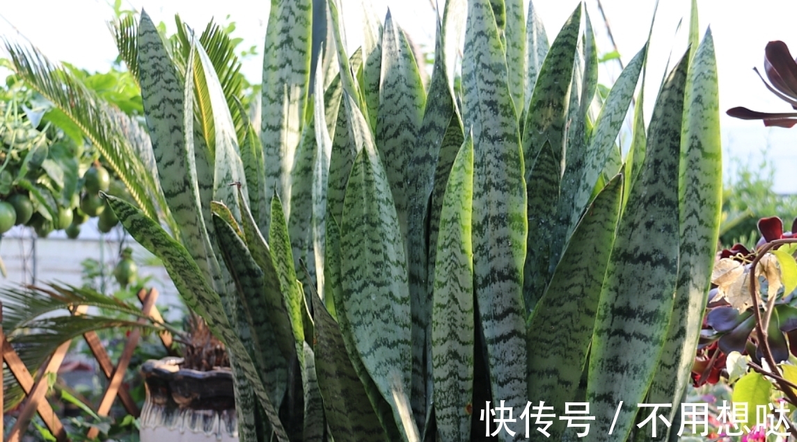 虎皮兰换盆3点做好,养护掌握“3合理”,一年就能挤满盆!