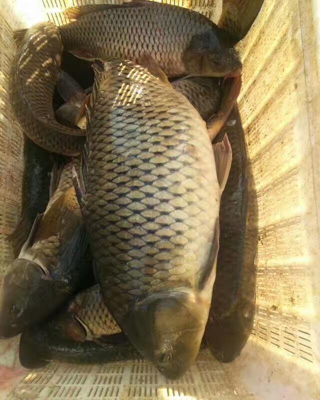 教你如何野钓鲤鱼，野鲤系杂食性底栖游弋耕泥索食鱼类