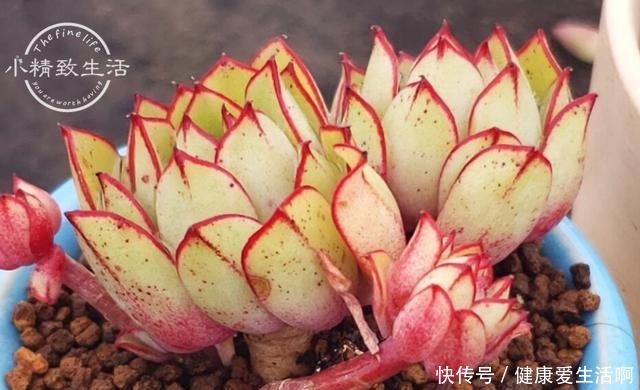 阳台党做到5点,即使在冬天,多肉依旧肥美,不输于春秋2季!