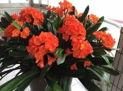 君子兰换盆,盆里埋“1种东西”,能养根,叶纹如网,一年2次花