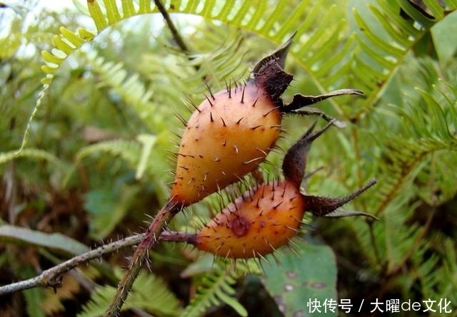禁忌|金樱子药用功效介绍,4个药用方法和服药禁忌,李药师为你详解
