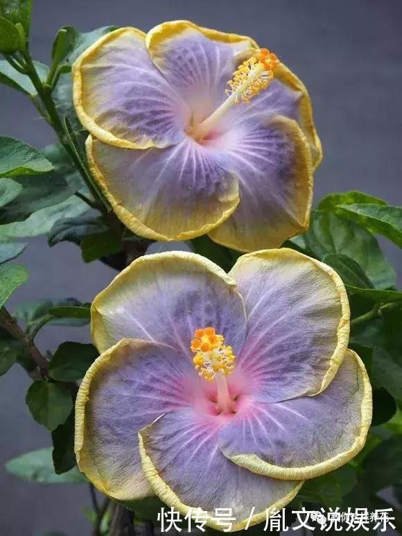 种花|1种花一开就是300多天,好养又漂亮,新手懒人都能养!