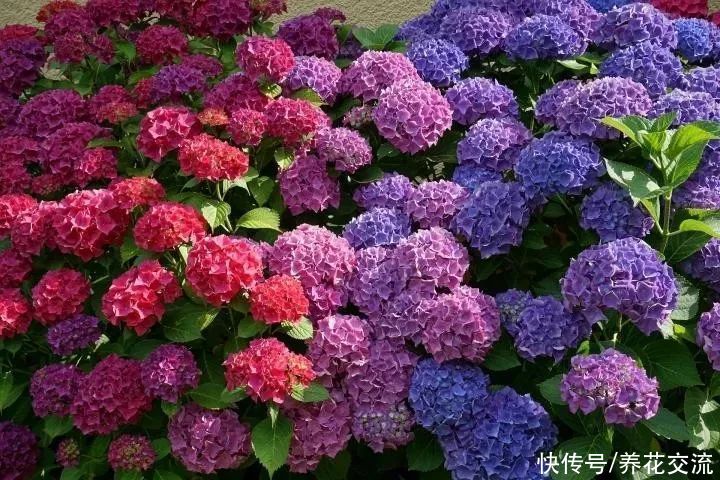 排水性|适合养树荫下的5种观赏植物，有观叶和开花两类植物可供选择