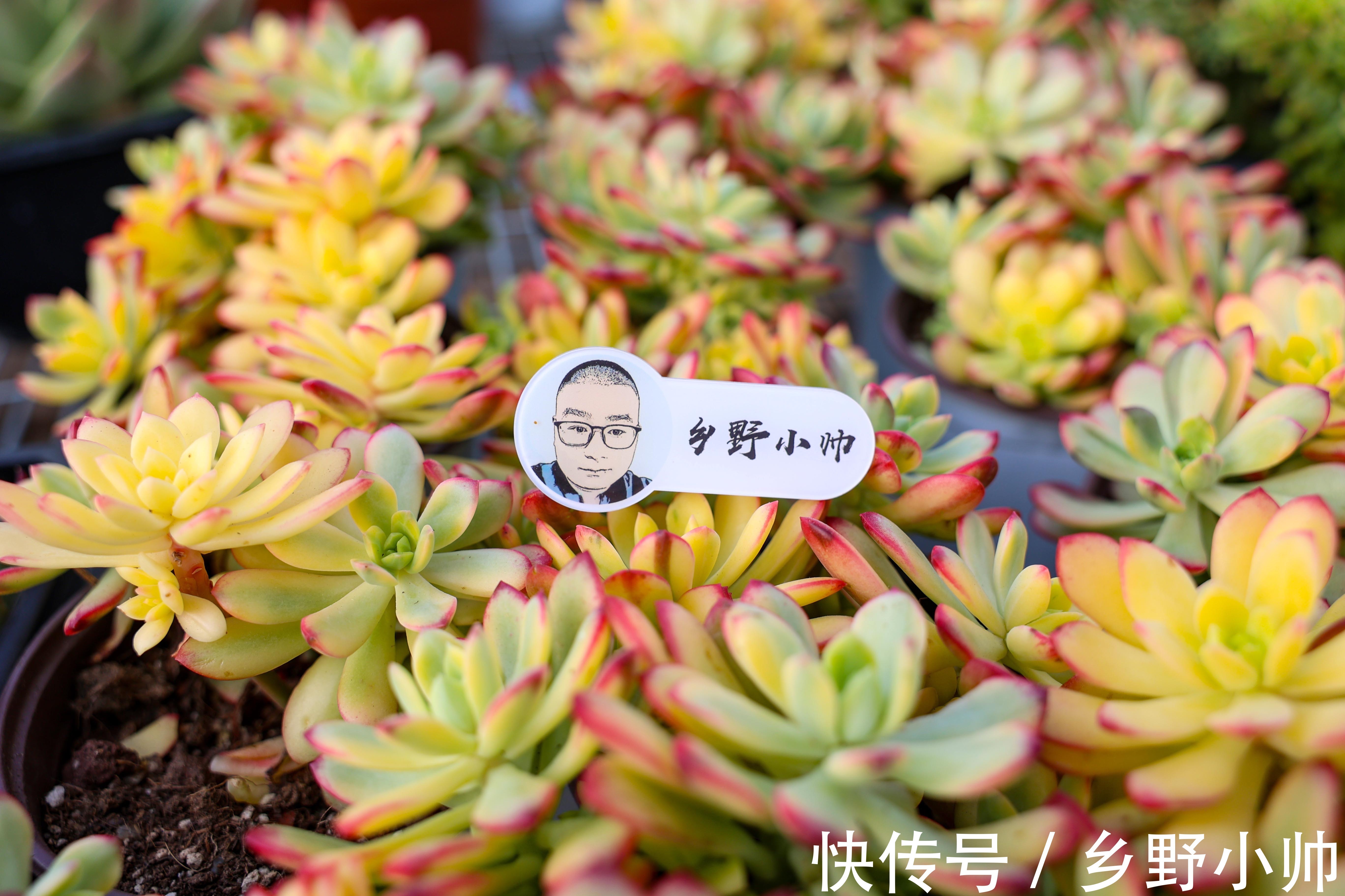 买回来的多肉，我不修根直接上盆行不行？并不是这样