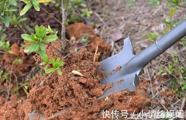 新手|养花不能有的5个“坏习惯”,新手要避免,看看你中了几条