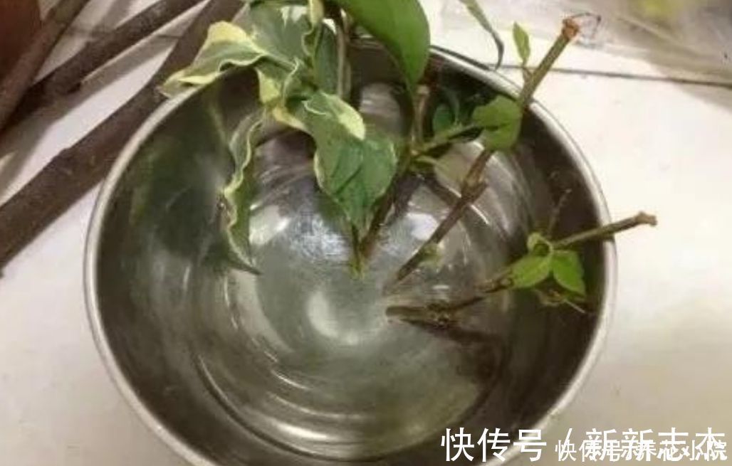 柳树枝|扦插花卉,枝条放2种水里泡一下,生根快容易成活