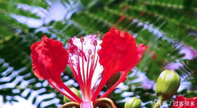 喜欢牡丹,不如养盆森之炎,花开如火舞凤凰,艳丽多姿,妩媚妖娆