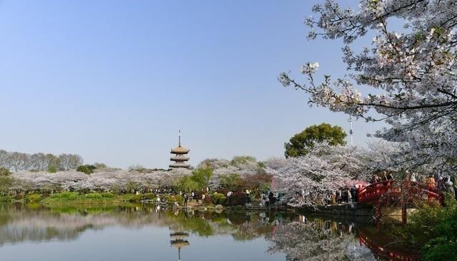 广东“赏樱胜地”走红！位置就在黄浦区，门票免费，值得前来！