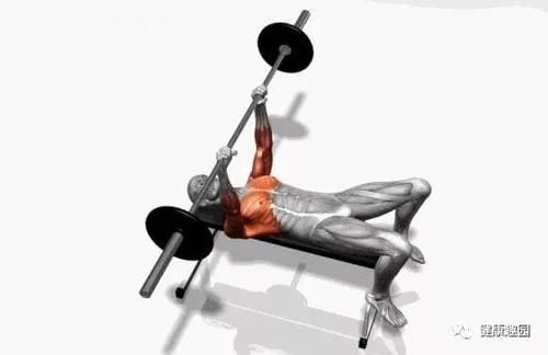 肱三头肌|肌肉群锻炼动作示意图，想练什么对号入座！