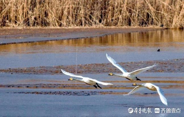 湖上芭蕾！济南黄河北沉砂池上演天鹅湖，舞姿轻盈优雅