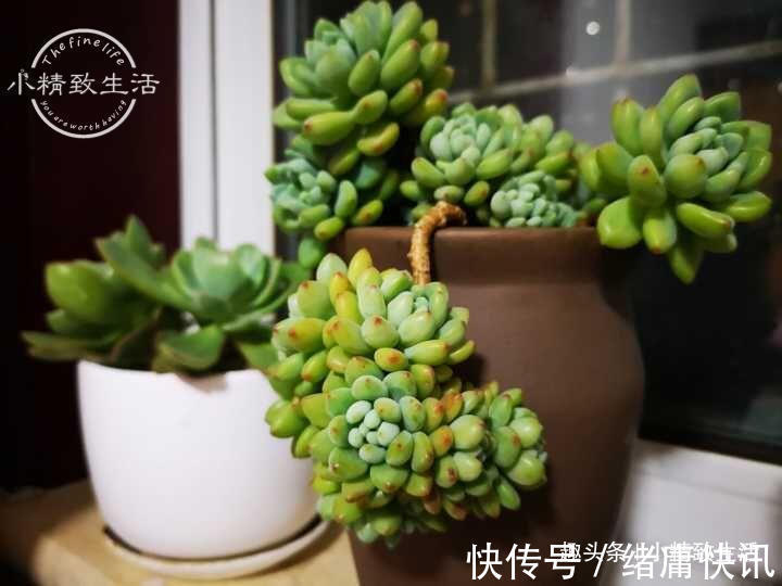 多肉老桩有真伪,3种“伪老桩”鉴别,揭开真面目,避免被忽悠