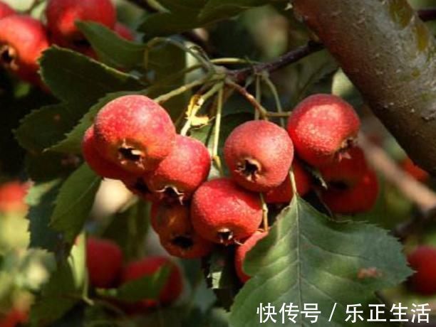 健康|女人若有“子宫肌瘤”,这3物可劲吃,或助你活血化瘀,子宫更加健康