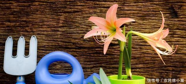 繁殖|兰花有几种繁殖方式?怎么用假鳞茎繁殖?