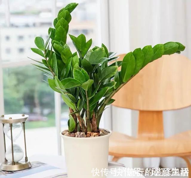 植株|冬天养金钱树,做好这5件事,叶子绿得发亮,越养越精神