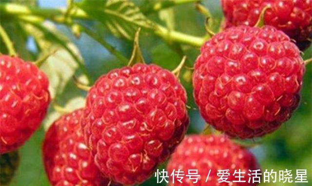 养肝补血|人到中年常吃3种食物,养肝补血,排毒清肠,提高身体抵抗力!