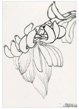 教程@图文教程——芭蕉画法