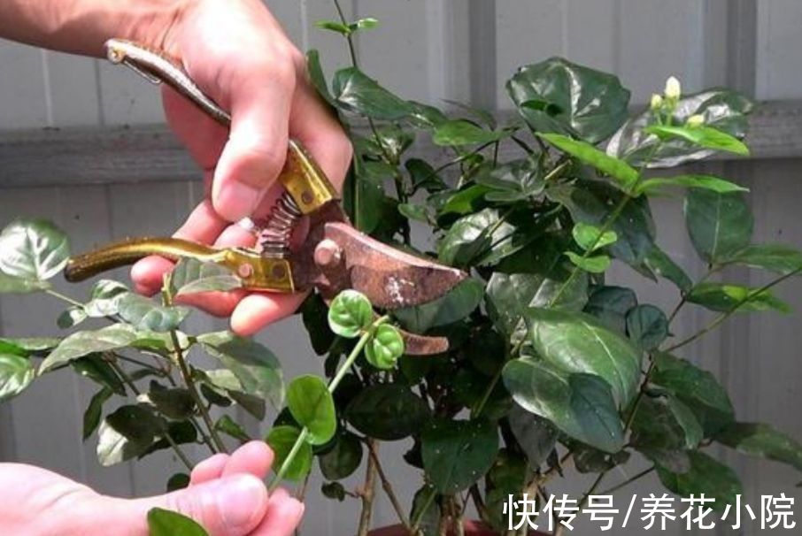枝条|家里养4种花，秋天给它“剪一剪”，花苞长更多
