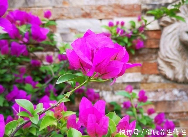 成活率|三角梅换盆套个“方便袋”,怎么折腾都不黄,成活率百分百!