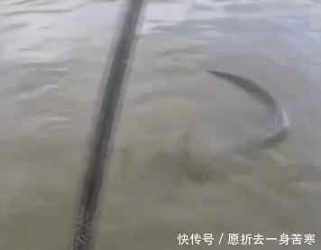 浑水中钓到鱼,看到鱼时很激动,可鱼太大了,抓上来也很难