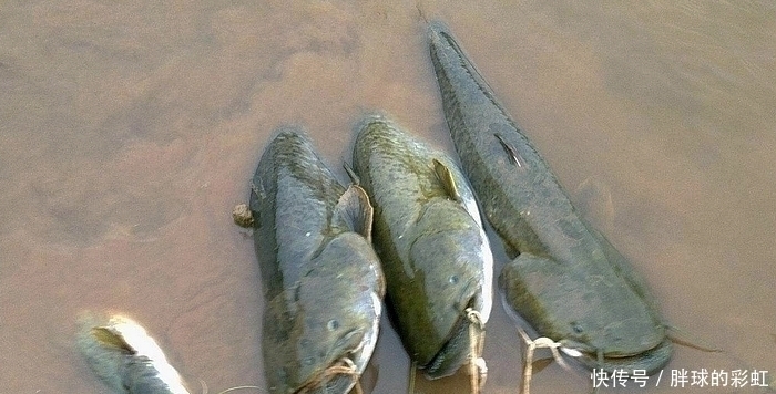 被“误会”最深的鱼,1斤4元无人吃,却比鲤鱼好吃比鲫鱼营养