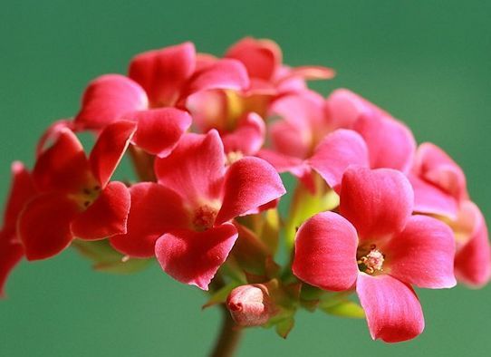 养此款花卉,福旺运旺财更旺,财运爆发,事业风生水起