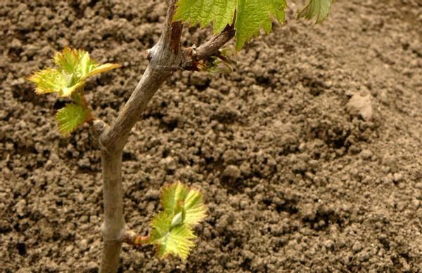 春天扦插育苗时,多备点“生根水”,插穗生根发芽就变容易了