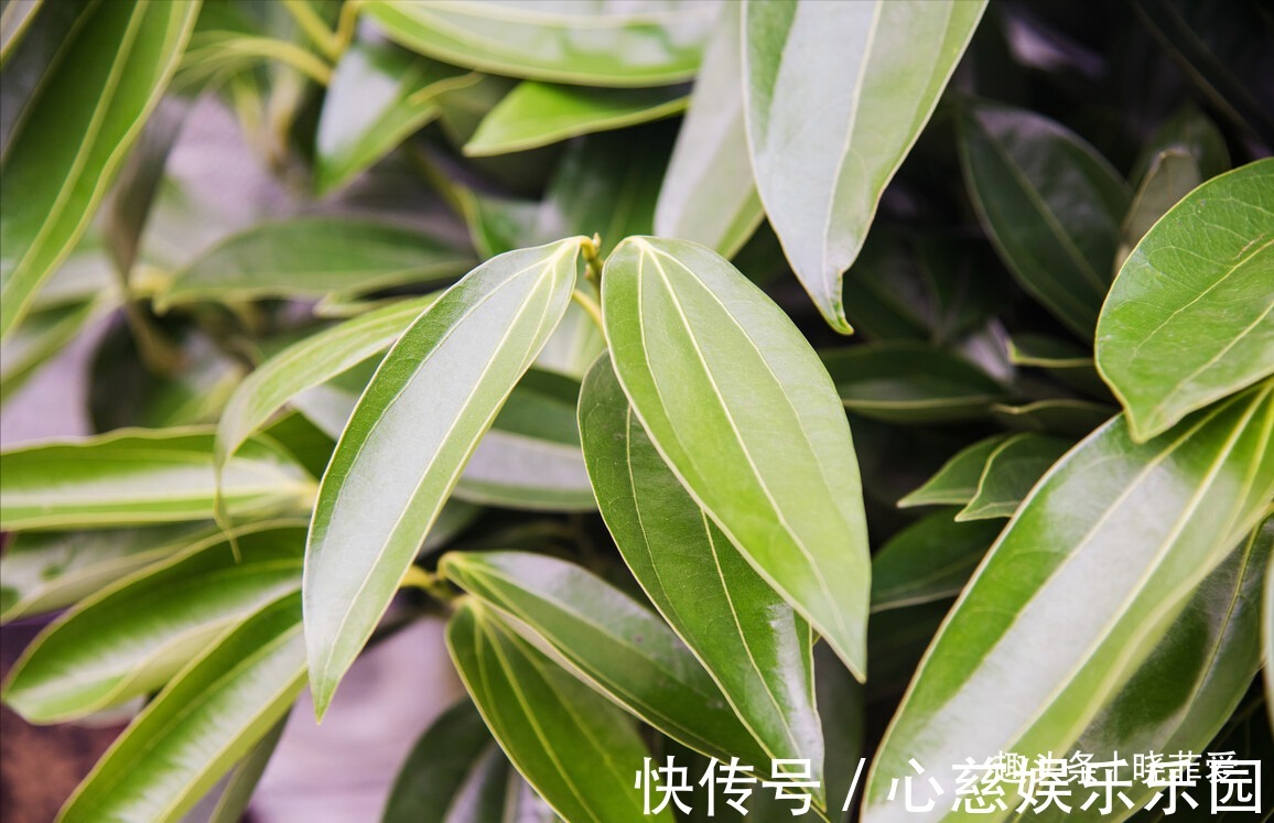 客厅养花不宜多！12种“吉祥花”任选一种，寓意好“养人”还旺家