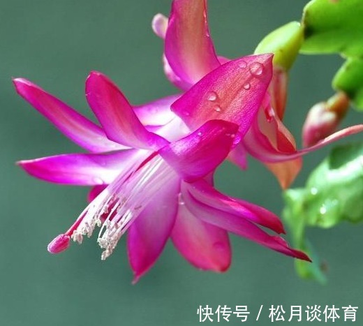 张大爷养蟹爪兰只要一个鸡蛋，一个小技巧，枝头冒出无数花苞