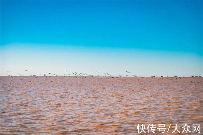 初冬|看芦花飞雪、观候鸟齐飞！赏初冬醉美黄河入海口