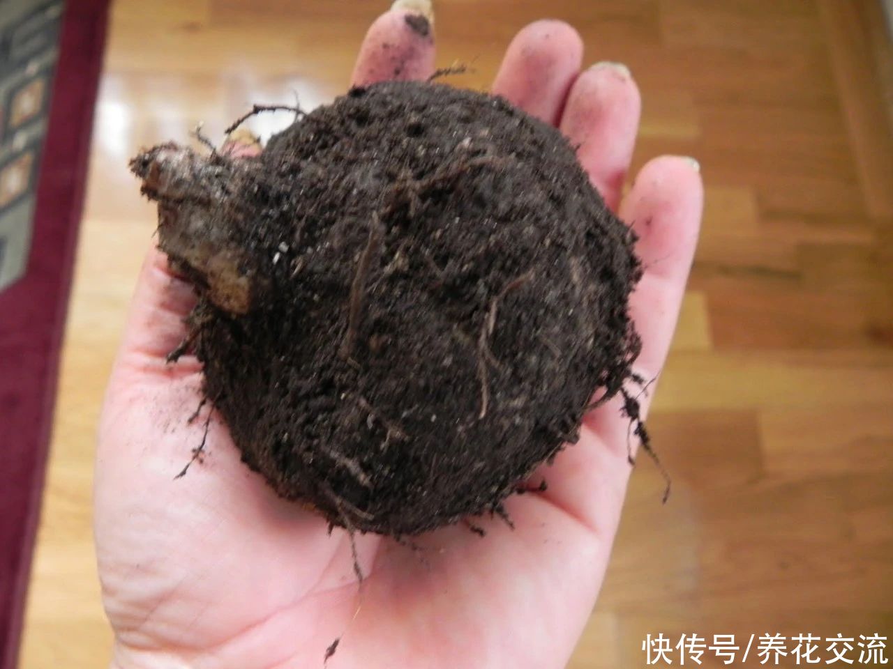  植物|耐阴室内开花植物“大家族”，低光照可开花，植株小巧，适合新手