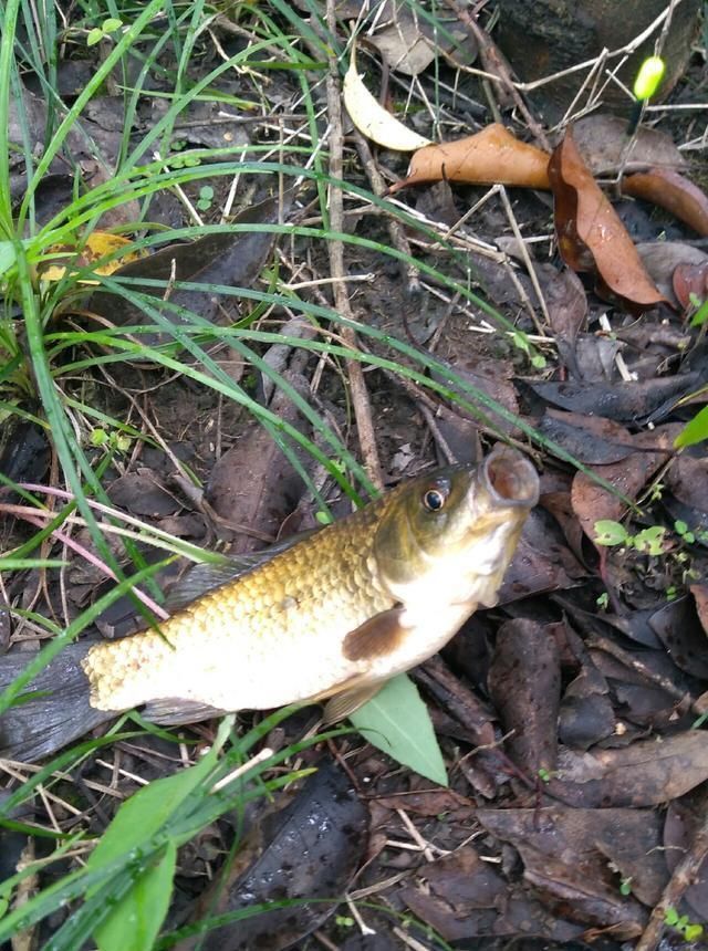 浮漂|野钓小技巧浮漂做一个小改动,惊鱼几率大降