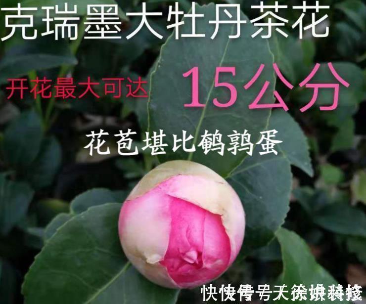 小栈|其他茶花让让道，“茶花女王”来袭，花瓣大如盘，太美了